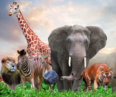  Tiere