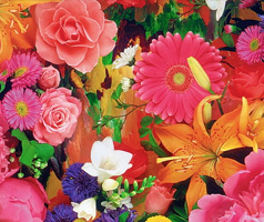  Blume